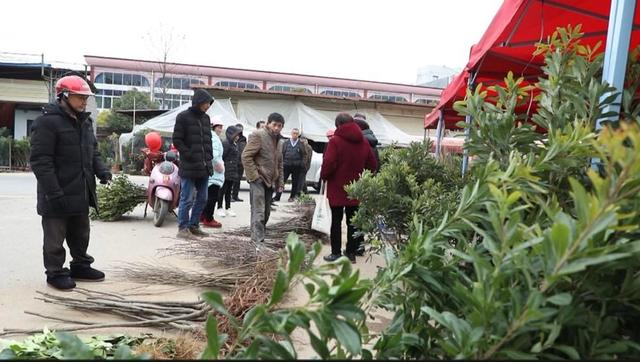 宁远：人勤春来早 苗木销售旺