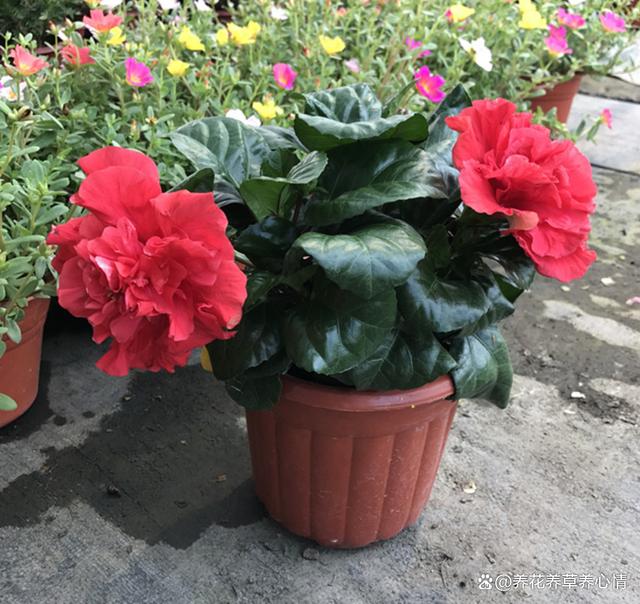 6月底，给这5种花“渴口醋”，叶片绿油油，开花还鲜艳