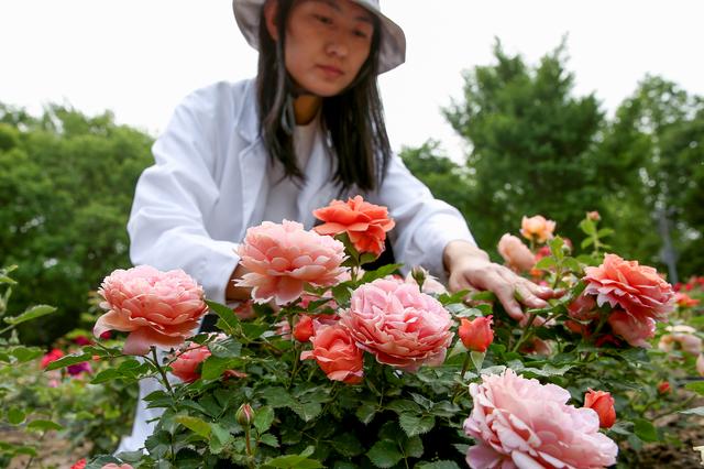 “现在能赏花的公园太多了”！北京满城鲜花是怎么来的？
