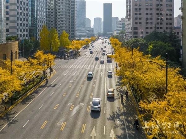 虹口区再添一条绿化特色道路