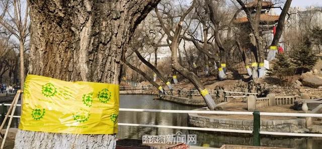 哈市园林春整深入推进，已修剪树木19万株，清理绿地356万平方米