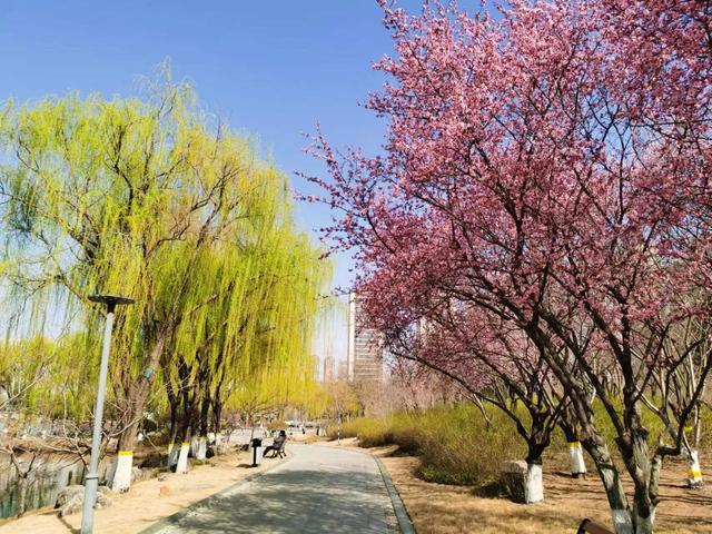 临沂市五洲湖公园绿化景观再提升，这个春天美成这样