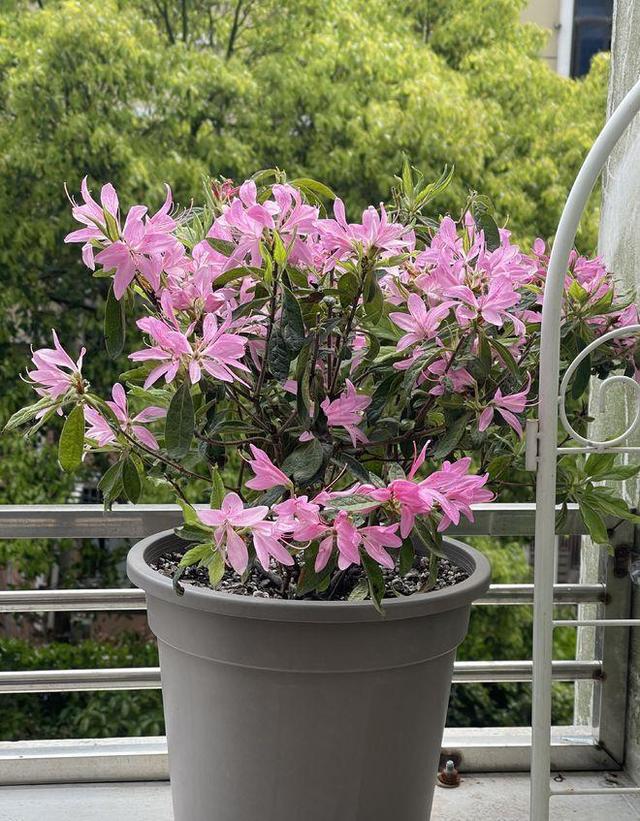 杜鹃花新品种—安酷杜鹃，更为皮实好养，花期延绵三季，值得拥有