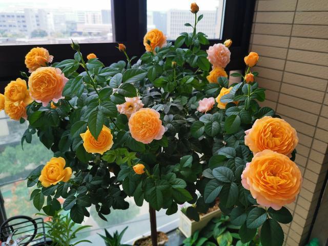 阳台上的5种花，养了3年多，依然是“心之所爱”，给大家晒晒