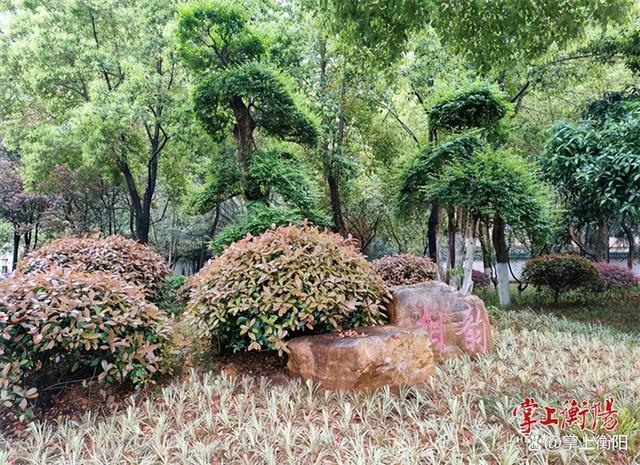 “口袋公园”焕新颜，景色好看“接地气”