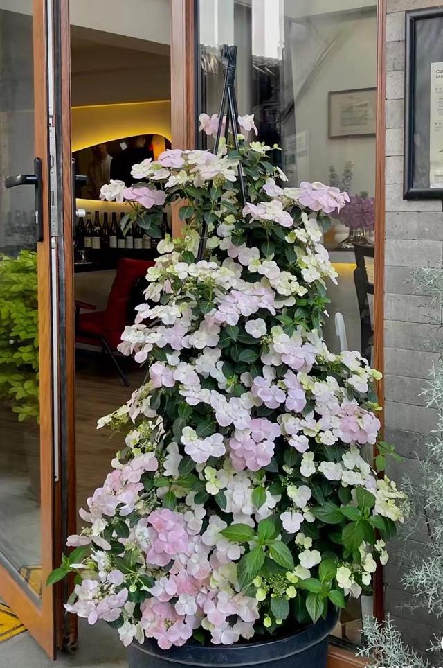 以“新娘”为名的绣球花，美丽动人，丰花勤花，易栽培，深受好评