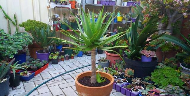 俗话说“养花用小盆，根壮花满盆”，10种花，用小盆，更好养