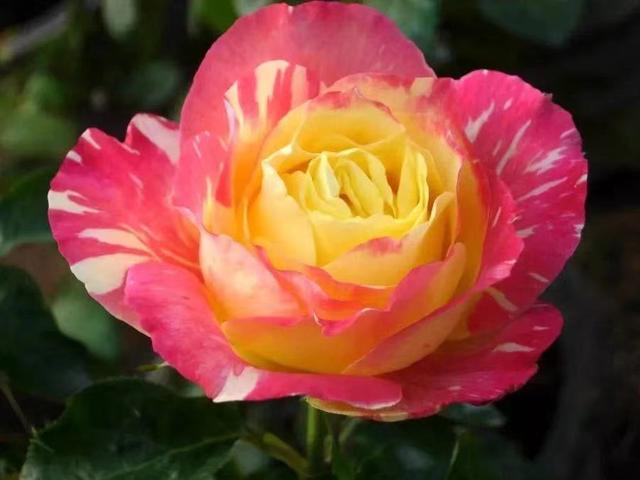 满城芬芳！八大展区绽放迎客，“月季项链”环绕京城