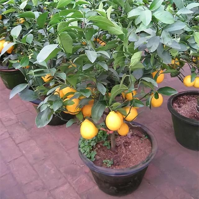 盆栽柠檬这样养，开花似香水，挂果多