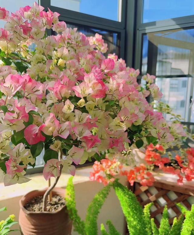 6种花“娇滴滴”，秋天赶紧搬屋里，天一冷就冻死！