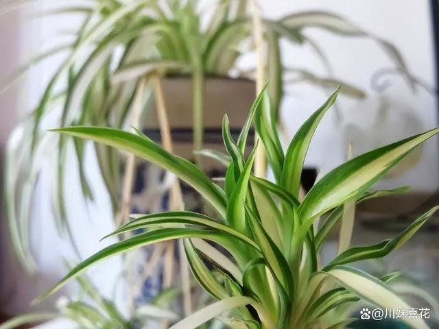 容易繁殖的6种花，摘片叶子插土里，生根快当年有花赏