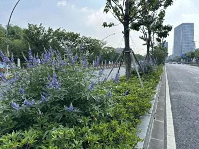 静安这条道路绿化相关研究获上海市一等奖