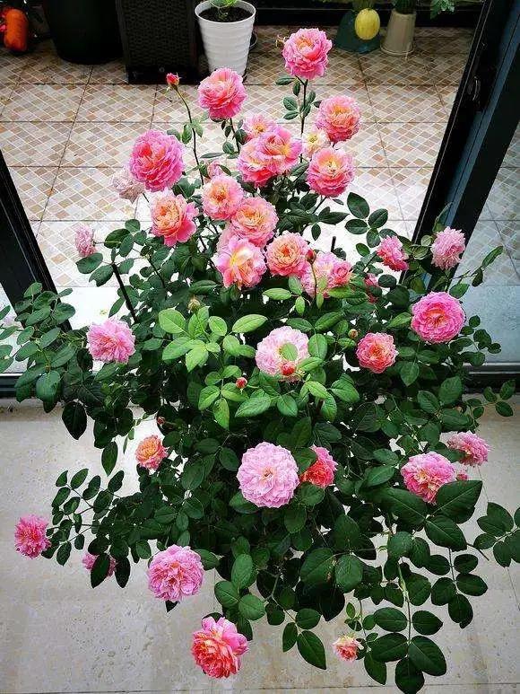 7种漂亮花，越热越“出彩”，6、7月养花首选，适合新手