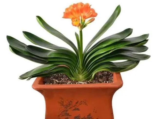 家里养7种花，清新雅致又养人，关键还好养
