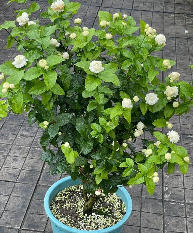 茉莉花界的“男神”，花径4厘米，浓香，多季节开花，你值得拥有