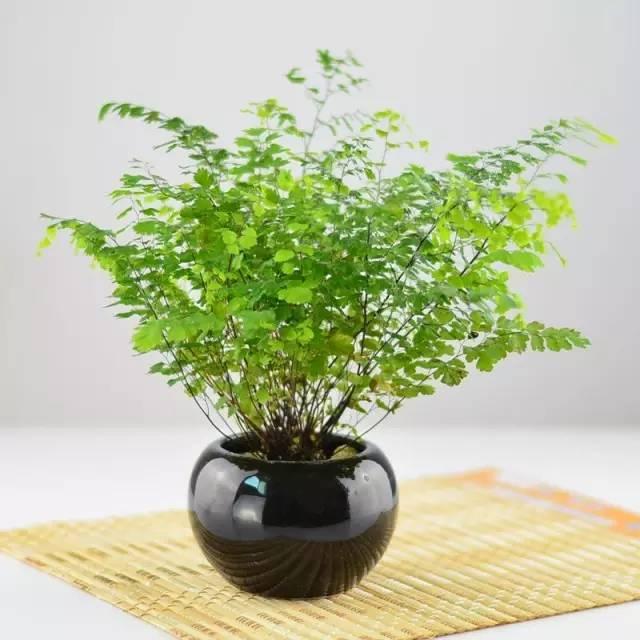 3种喜阴植物，在北阳台养护，少晒太阳，多通风，枝繁叶茂开满花