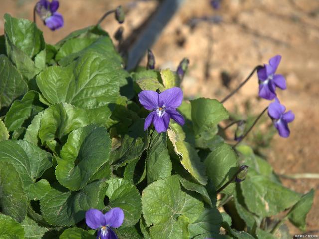 十大耐寒花卉排名前十名，是哪些品种，在家可以种植吗