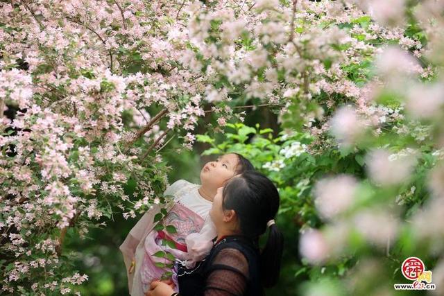 珍稀花木盛放济南花如海 娇羞清香惹人爱却不识花