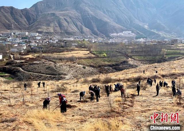 西藏芒康：国土绿化添新绿