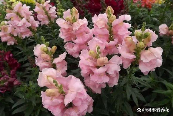 “养花不易，脑袋用废”，新手养花不容易，折腾来，折腾去！