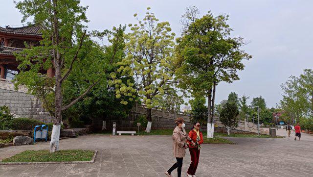 有一种叫云南的生活｜云南的“宝藏绿化带”里可不只有迷迭香！