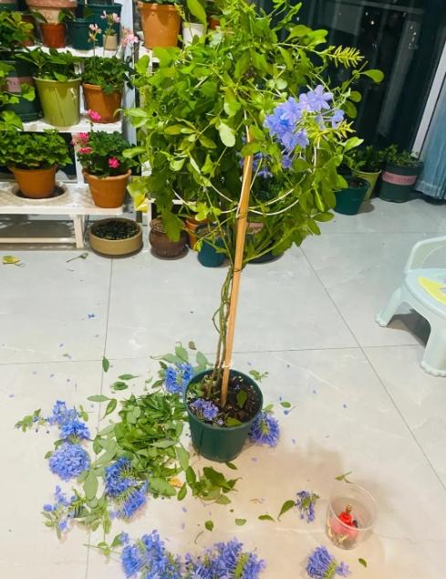 特“怕冷”的9种花，抓紧搬进室内吧，当心冻成“光杆司令”