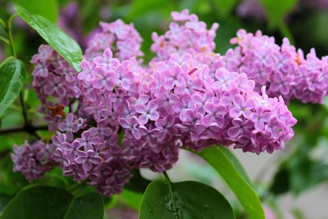 丁香花是一种常见的庭院绿化植物，它的养殖方法常见吗？