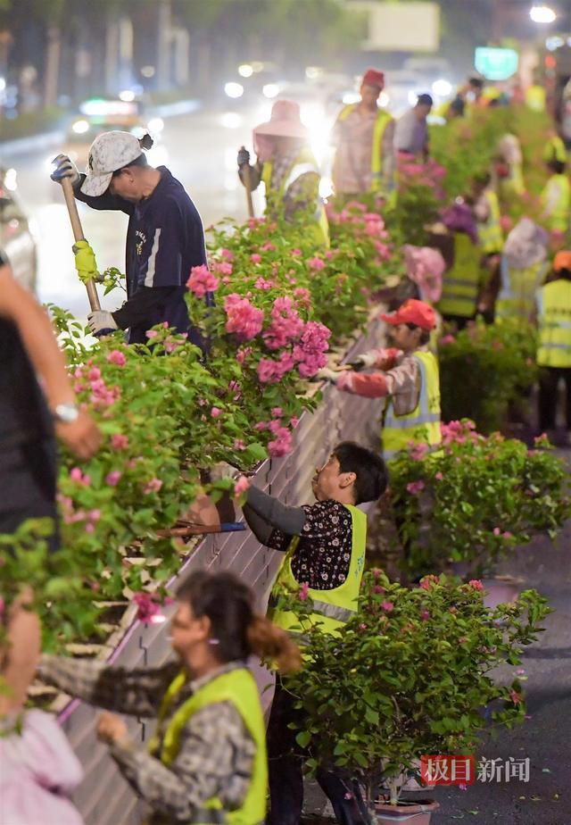 海棠花谢幕，三角梅登场，武昌街头绿化隔离带上新5000盆鲜花