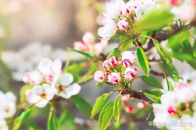 不喜欢在家里“养花”的人，都有一些“缺陷”，别不好意思承认