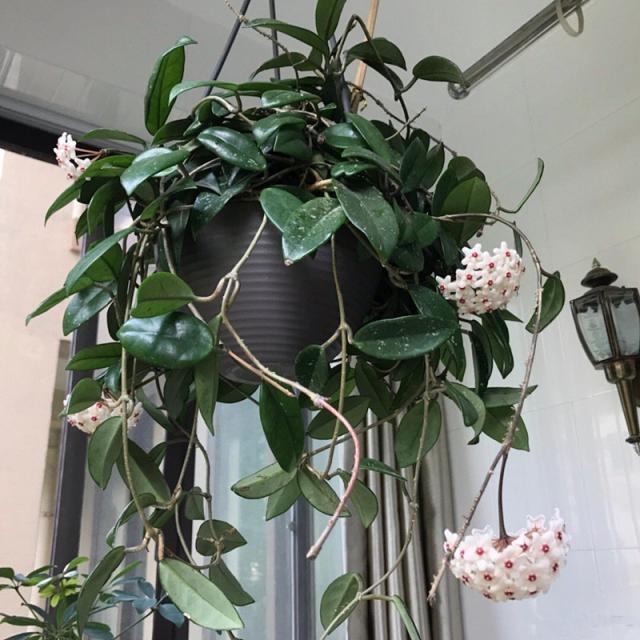 3种喜阴植物，在北阳台养护，少晒太阳，多通风，枝繁叶茂开满花