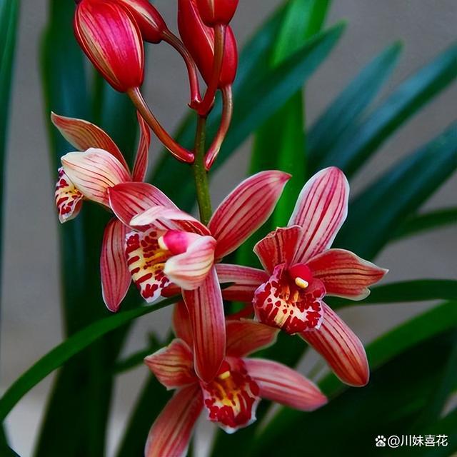 兰花中的红贵妃，香味浓郁又高雅，多季节有花赏，值得拥有