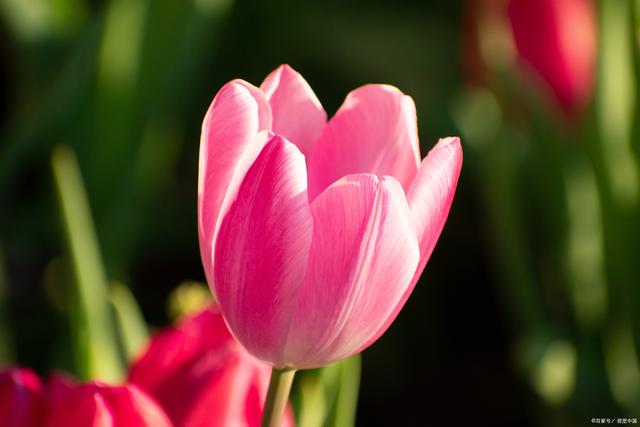 郁金香开花持续多久