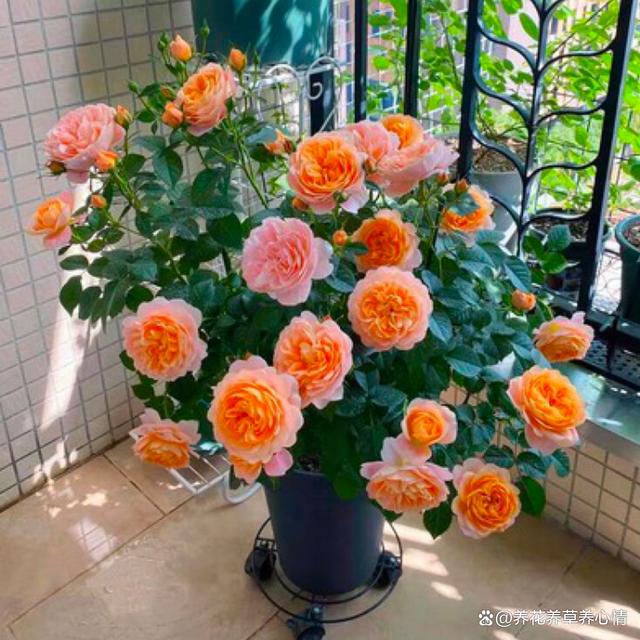 10月后养花，首选4种“爆花王”，四季轮番开，全年是花海
