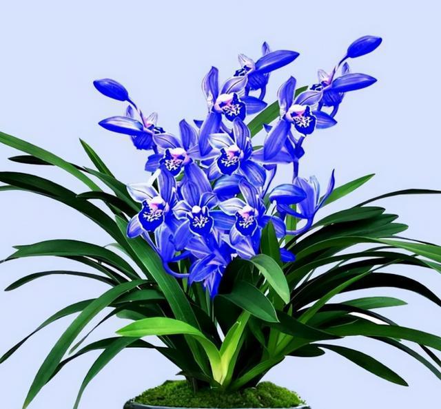 这种懒人花，花色宝蓝，养它几十年，就是“传家宝”