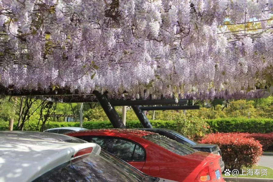 立体绿化为建筑披绿衣，让森林城市更低碳