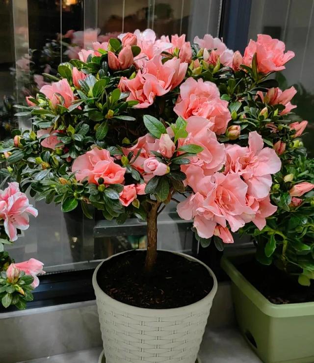 这5种花很难养活，商家夸得再好听也别买，不然吃亏的是自己