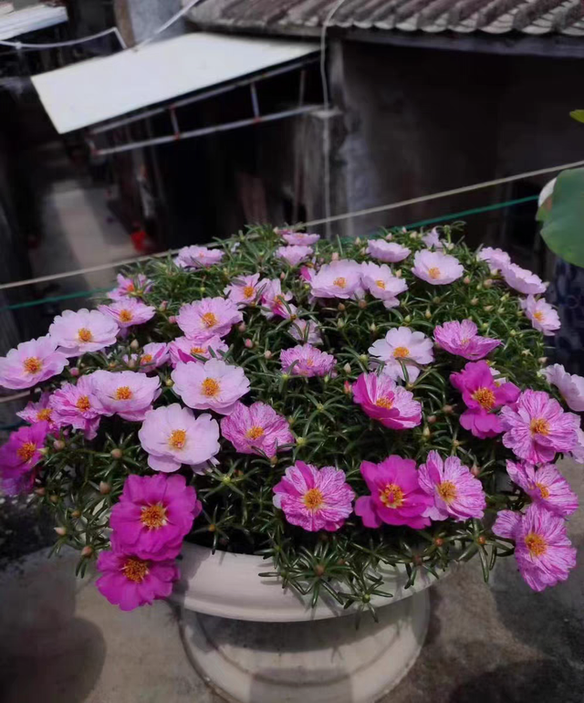 春天的阳台想要鲜花盛开，适合种这4种花