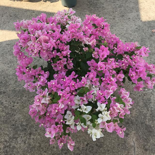 三角梅“控水就能开花”？很多人都搞错了，难怪一直养不好