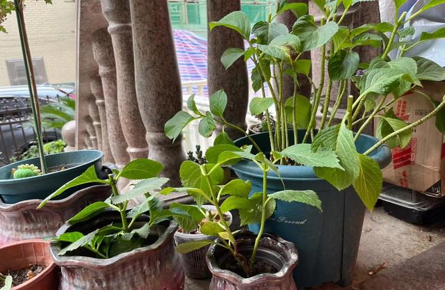 开花后的绣球花，做好4个“细节”，新枝粗壮，花量翻倍！