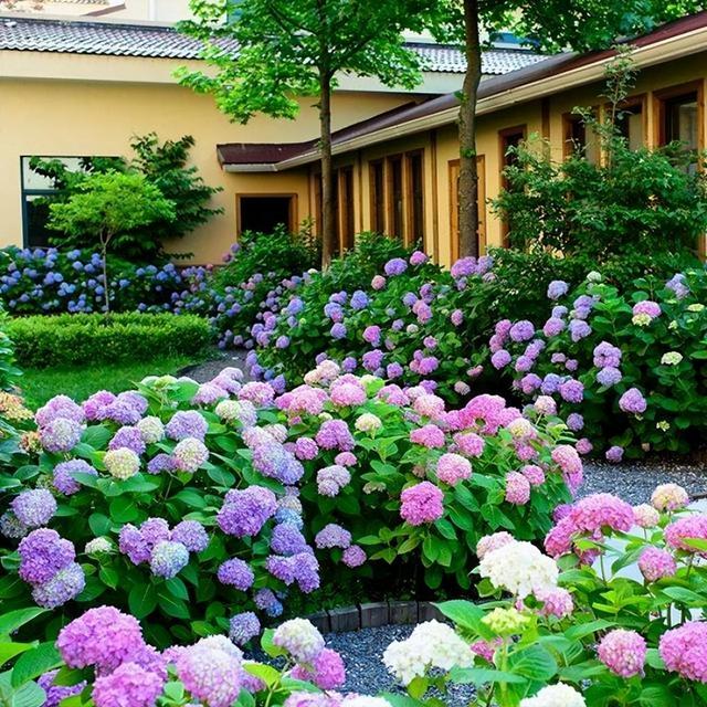 家里有庭院，建议种上此花，花姿优雅大气，新手也能养得好