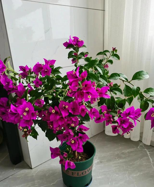 7月初，适合扦插5种花，天气越热生根越快，太省心了