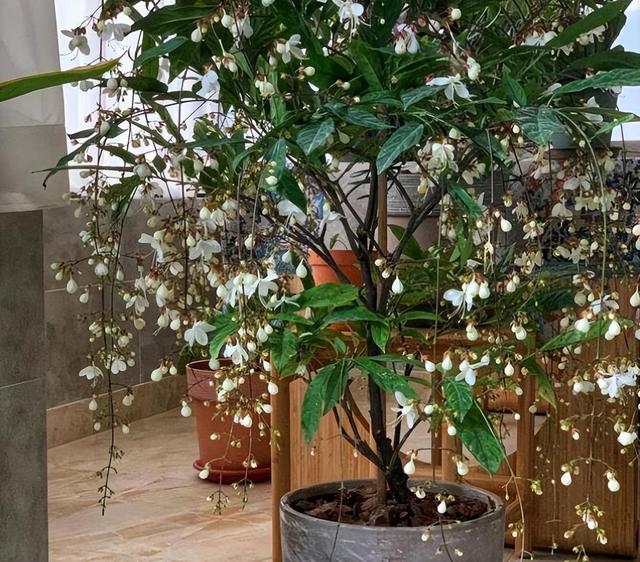 网红盆栽“垂丝茉莉”开花如飞舞，花香四溢怡人