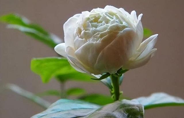 虎头茉莉，优秀的盆栽茉莉品种，花大美丽，芬芳好养，适合新手