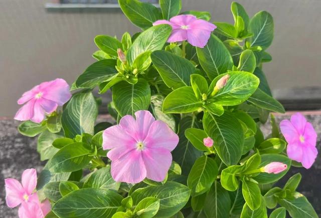 7月前，赶紧“扦插”5种花，插在土里就能活，太省心了