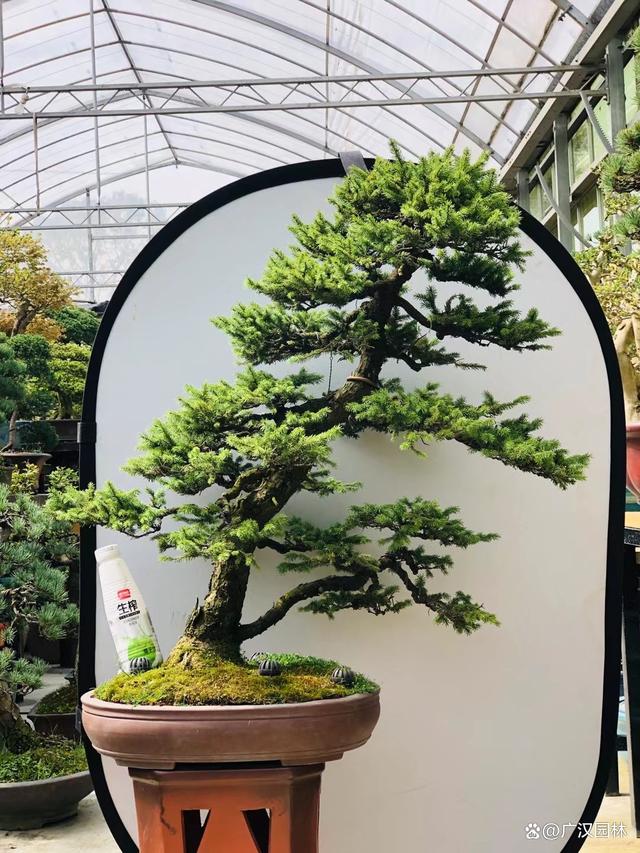 虾夷松盆景怎么移栽