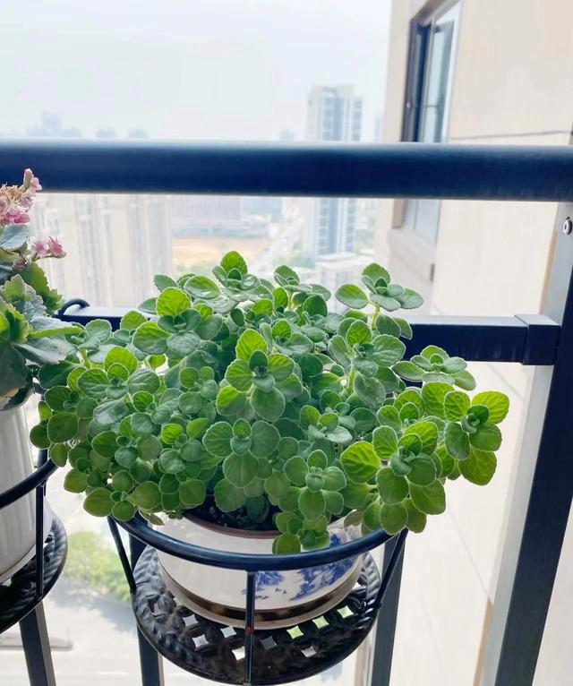 聪明人都喜欢养的5种花，能身体强壮，还越来越“富有”！