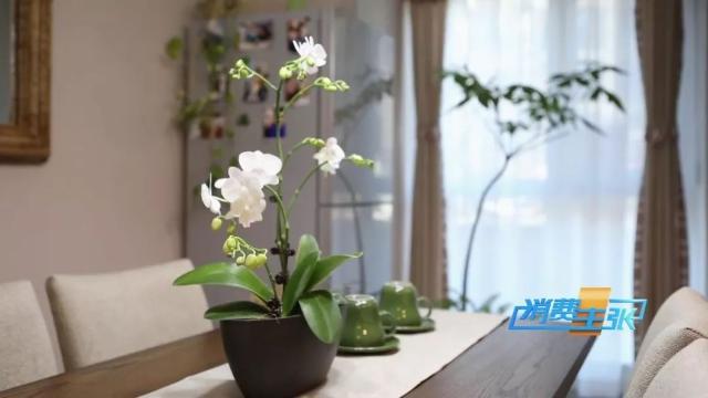 家里养花有啥讲究？这几点要注意