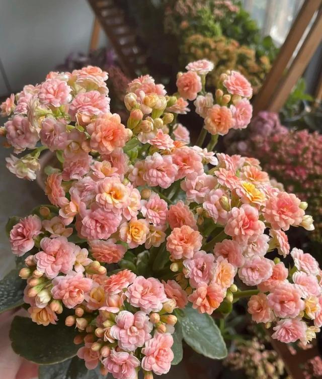 长寿花这样养，越长越多，不出1个月，花苞多得数不清！