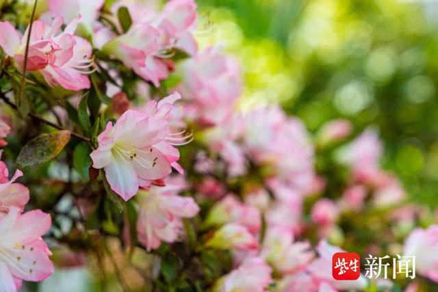 “花中西施”杜鹃、南京“土著”秤锤花都开了