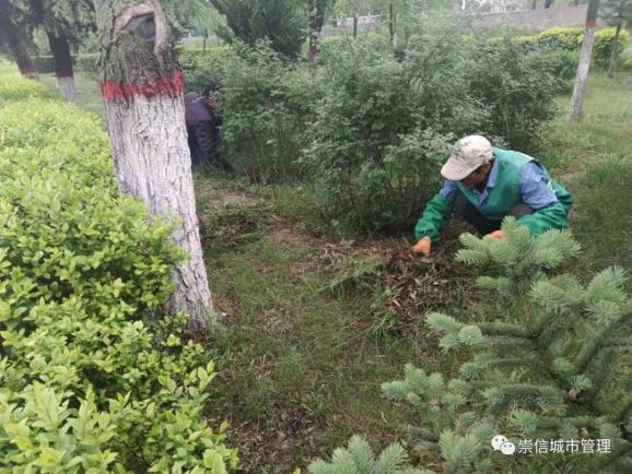 园林绿化整治不停步 城市景观形象再提升